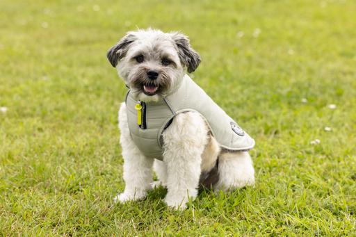 Image du produit Beeztees Manteau pour chien Bobby (28, Manteau pour chien)