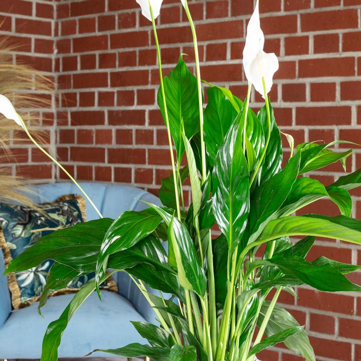 Immagine prodotto Flowerbox Monocot - Spathiphyllum (50 cm)