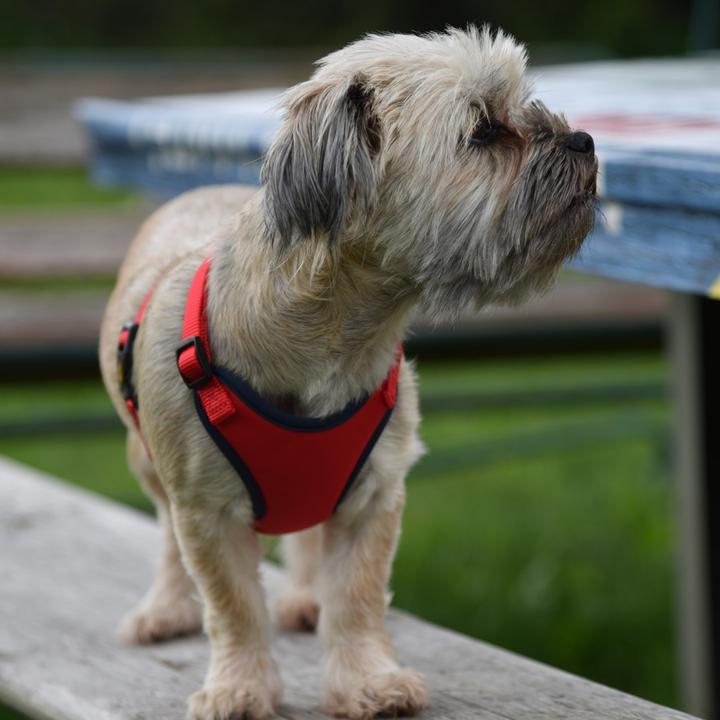 Produktbild Red Dingo DINGO Anti-pressure - Hundegeschirr - 30-38 cm (30, 31, 32, 33, 34, 35, 36, 37, 38, Hund, Allgemein)