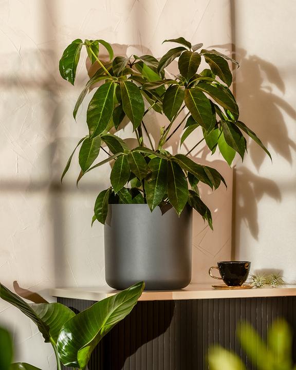 Immagine prodotto feey Schefflera amate (105 cm, Appena rinvasata)