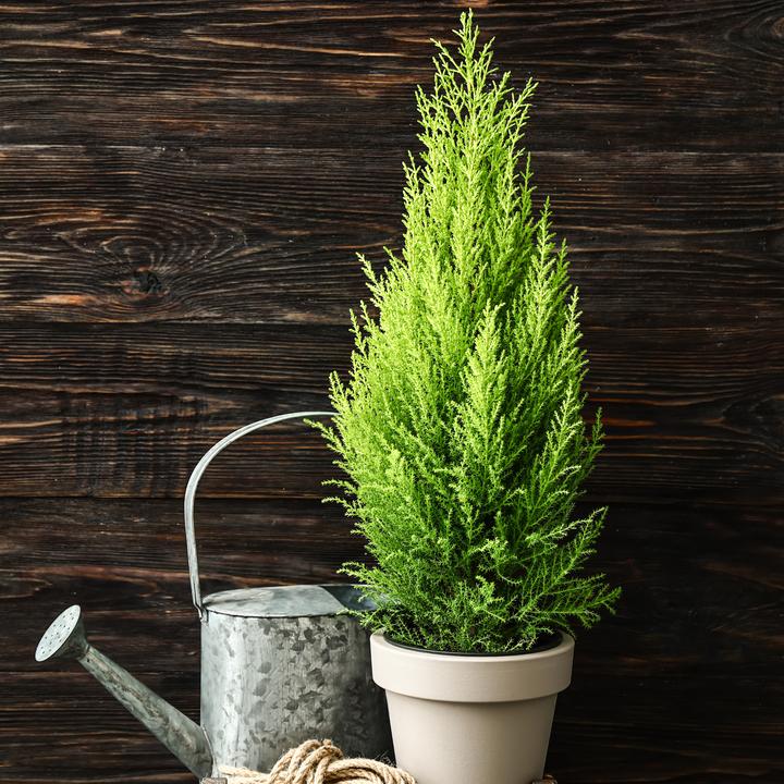 Produktbild Plant in a Box Cupressus sempervirens 'Totem' - 2er Set Toskanische Zypresse (60 cm)
