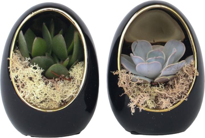 Image du produit Plant in a Box Echeveria lilacina - Set de 2 oeufs décoratifs (12 cm)