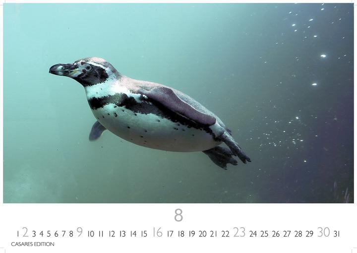 Actual product image Pinguine 2026 S 24x35cm (24 x 35 cm, German)