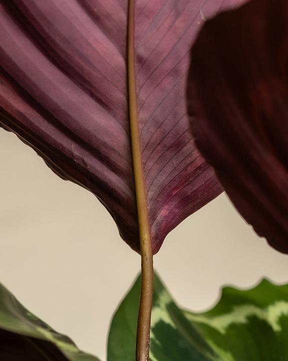 Image du produit feey Grand Calathea Roseopicta (65 cm, Fraîchement rempotés, Respectueux des animaux)