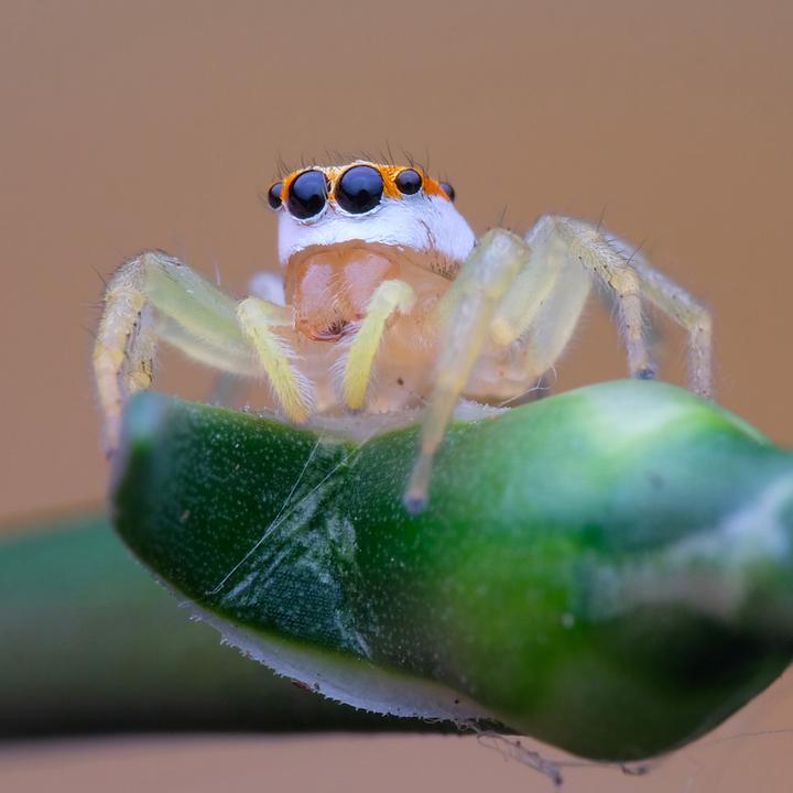Actual product image Venus Optic Fixed focal length 100 mm F2.8 2x Ultra Macro APO (Pentax K, full size)