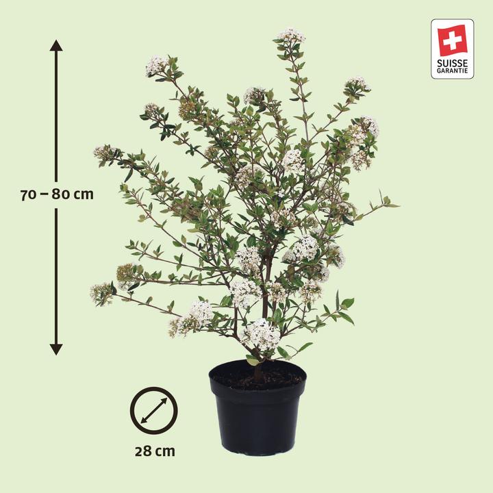 Actual product image Zulauf Oster-Schneeball / Viburnum burkwoodii (80 cm)