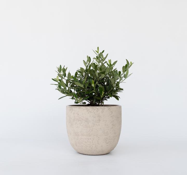 Actual product image Plant in a Box Olea Europaea - Olive tree bonsai in bowl (40 cm)
