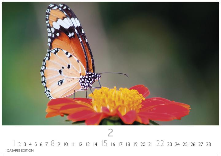 Immagine prodotto Schmetterlinge 2026 L 35x50cm (35 x 50 cm, Tedesco)