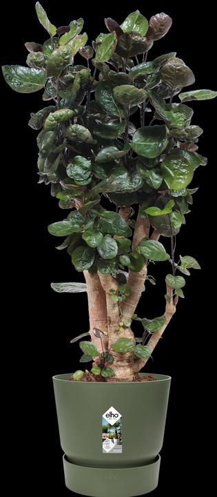 Immagine prodotto Elho Greenville (39 cm)