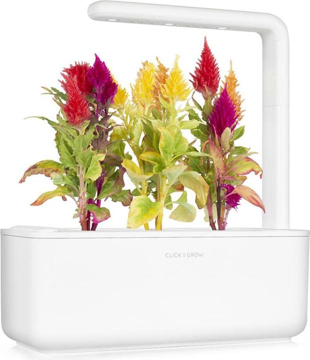 Immagine prodotto Click and Grow Cockscomb (Semi di fiori)