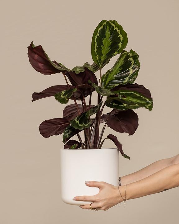 Image du produit feey Grand Calathea Roseopicta (65 cm, Fraîchement rempotés, Respectueux des animaux)
