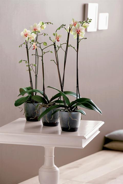 Image du produit Elho brussels orchid. 12,5cm trsp (13 cm)