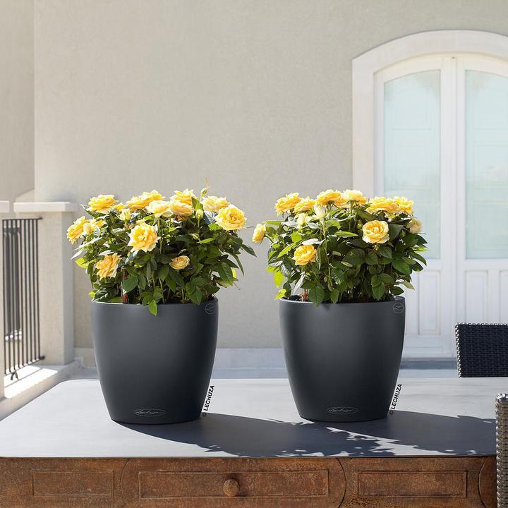 Actual product image Lechuza Classico Color (21.50 cm)