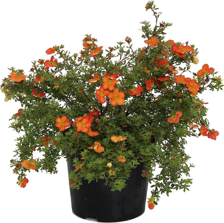 Actual product image Zulauf Shrub cinquefoil (30 cm)