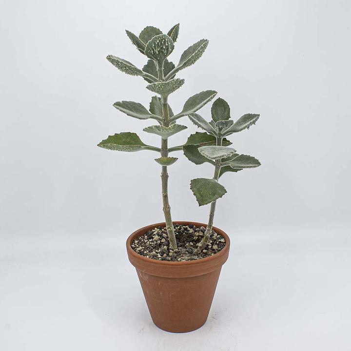 Image du produit Kakteen Gautschi Kalanchoe beharensis (55 cm)