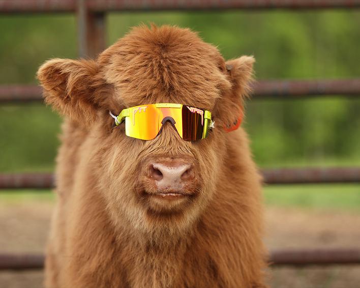 Actual product image Pit Viper The 1993 Polarized (Yellow, Yellow)