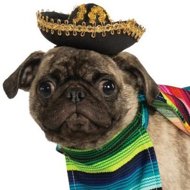 Actual product image Bristol Novelty Mexican Dog Costume Set (XL, Dog costume)