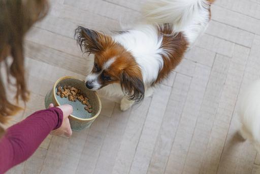 Actual product image Designed by Lotte Jace dog bowl (0.45 l)