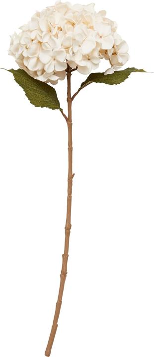 micasa Hydrangea (65 cm)