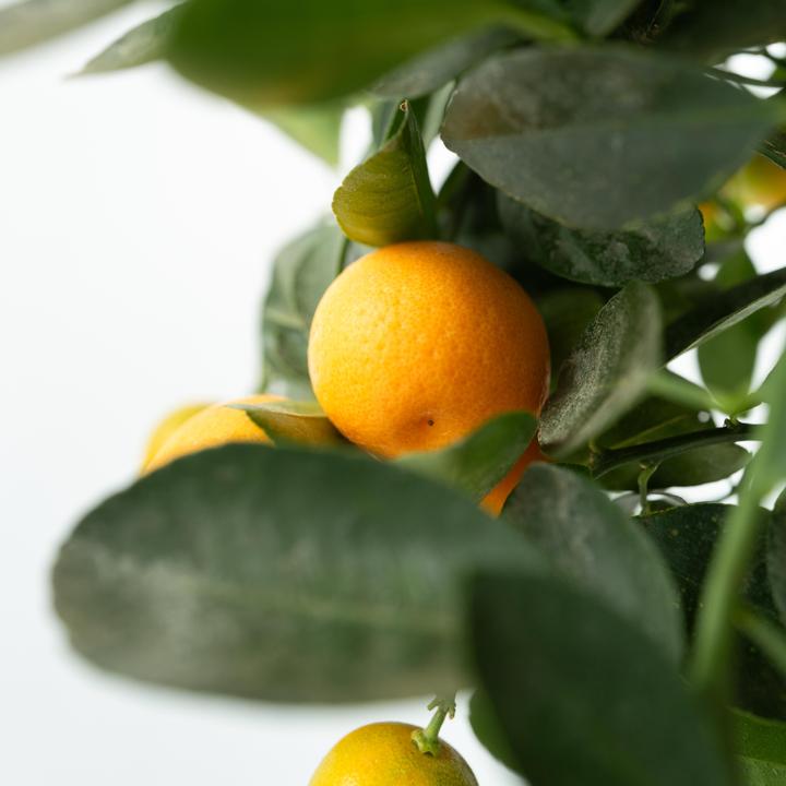 Actual product image Plant in a Box Citrus Mitis Calamondin - Orange tree (55 cm)