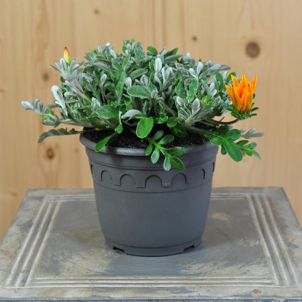 Immagine prodotto Säntispracht Set di 3, Midday Gold - Gazania Cultivars Sun Stopper Arancione (25 cm)