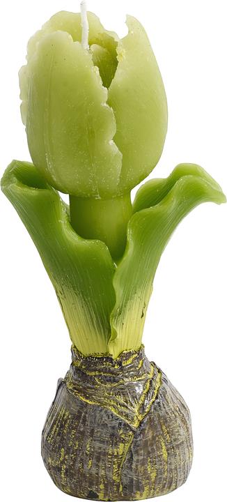 Nordal Tulipano (1 pz.)