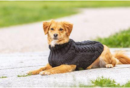 Immagine prodotto Chiara Maglia di giada (20, Maglione per cani)