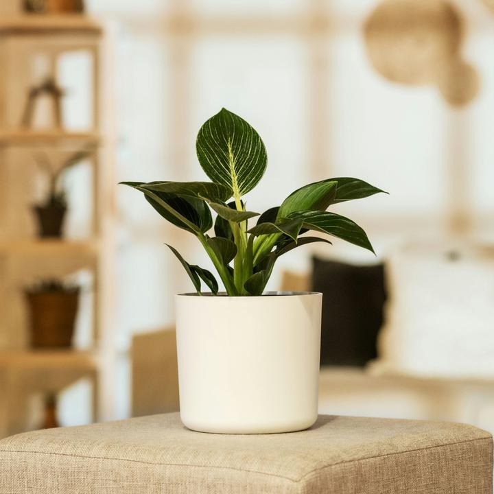 Produktbild Plant in a Box Philodendron 'White Wave' - 2er Set Weisse Welle (25 cm)