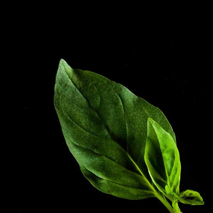 Immagine prodotto Plantui Basilico thailandese (Semi di erbe)