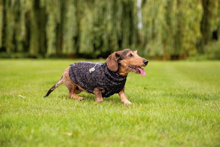 Actual product image Beeztees Celia (36, Dog jumper)