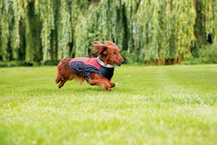 Actual product image Beeztees Dog coat Saby (XXL, Dog coat)