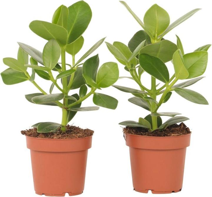 Immagine prodotto Plant in a Box Clusia rosea Princess - Set di 2 (25 cm)