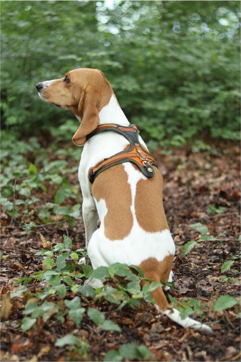 Produktbild Niggeloh Hundeführgeschirr Follow (S, Hund, Allgemein)