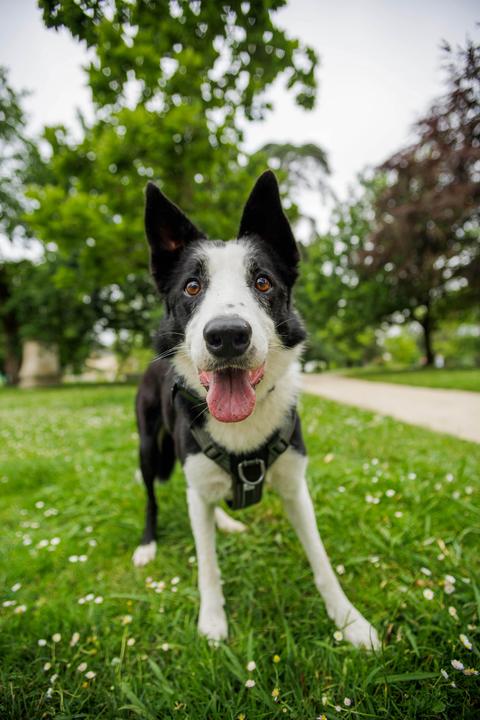 Immagine prodotto Solognac Pettorina per cani 500 Outdoor (S, Cane)