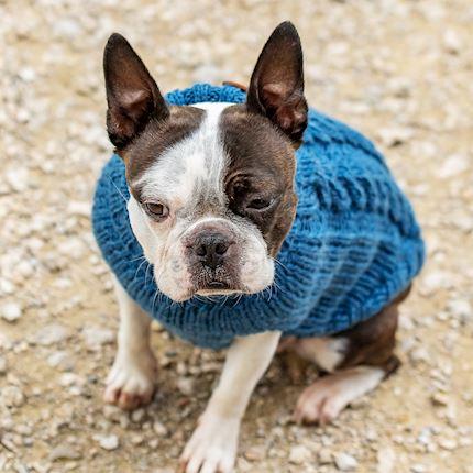 Actual product image Chiara Jade (S, Dog jumper)