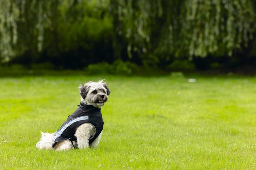 Actual product image Beeztees Dog coat Saby (XXL, Dog coat)