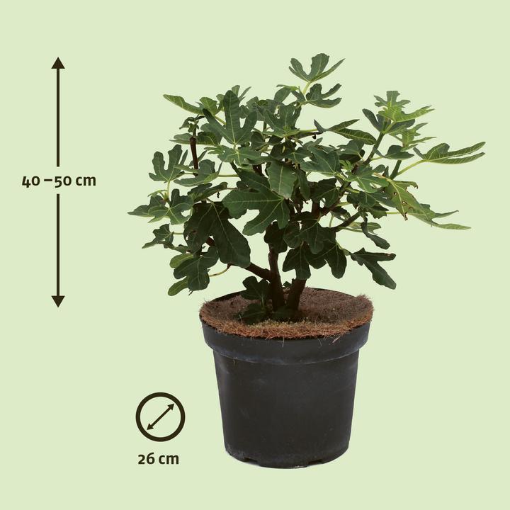 Produktbild Zulauf Feigenbaum / Ficus carica Rouge Bordeaux (60 cm)
