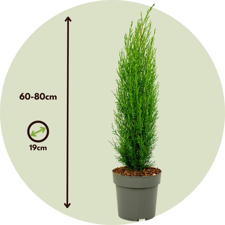 Actual product image Plant in a Box Cupressus sempervirens totem - Toskanische Zypresse (60 cm)