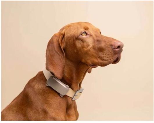 Produktbild Tractive GPS Tracker Dog 6 (Hund)