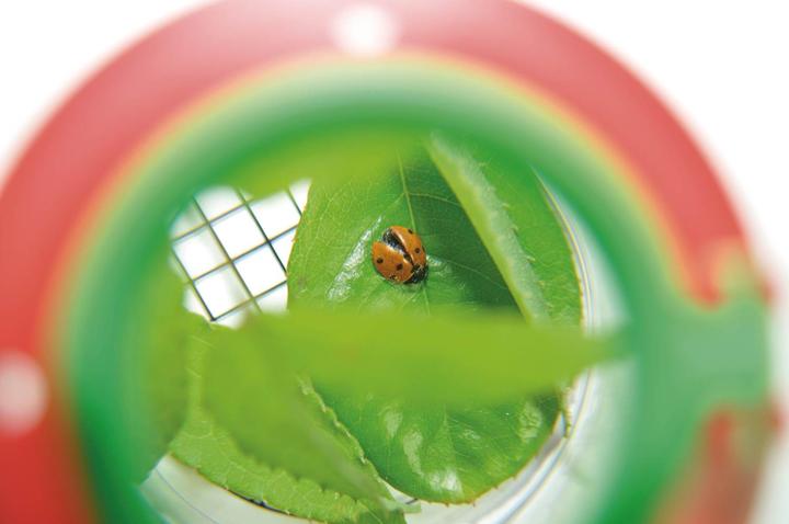 Actual product image Eddy Toys Insect glass with magnifying glass