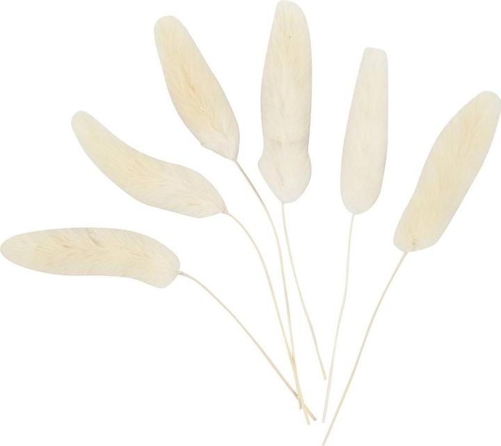 Image du produit Creativ Company Décorations de Noël 3-7 cm, 6 pièces (Fleurs séchées)