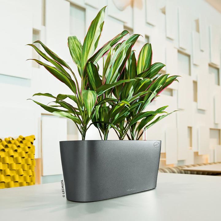 Actual product image Lechuza Delta (11 cm)