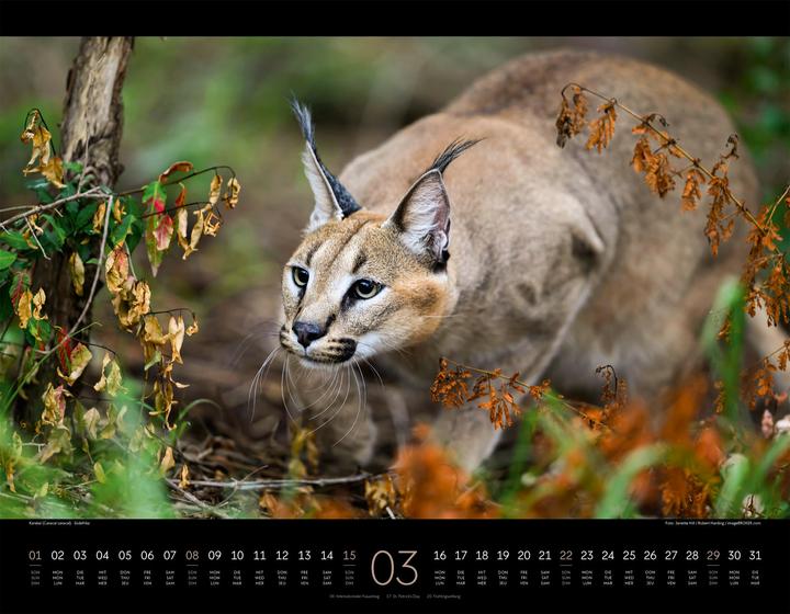Produktbild Königreich der Katzen Kalender 2026 (54 x 42 cm, Englisch, Französisch, Deutsch)