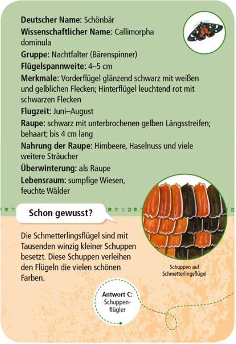 Produktbild 50 heimische Schmetterlinge (Deutsch)