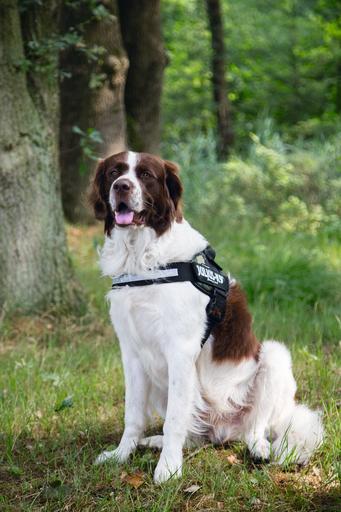 Produktbild Julius-K9 Idc (2, Hund, Hundesport, Jogging, Spazieren, Arbeit)