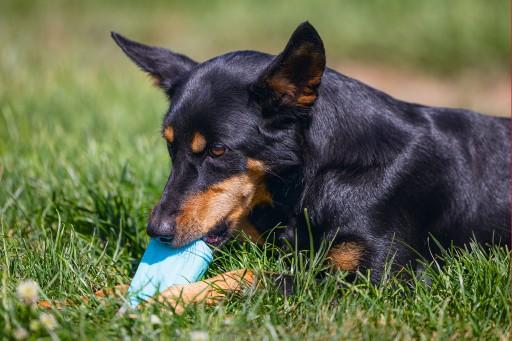 Actual product image Beeztees Fill-n-Freeze (Dog chew toy)