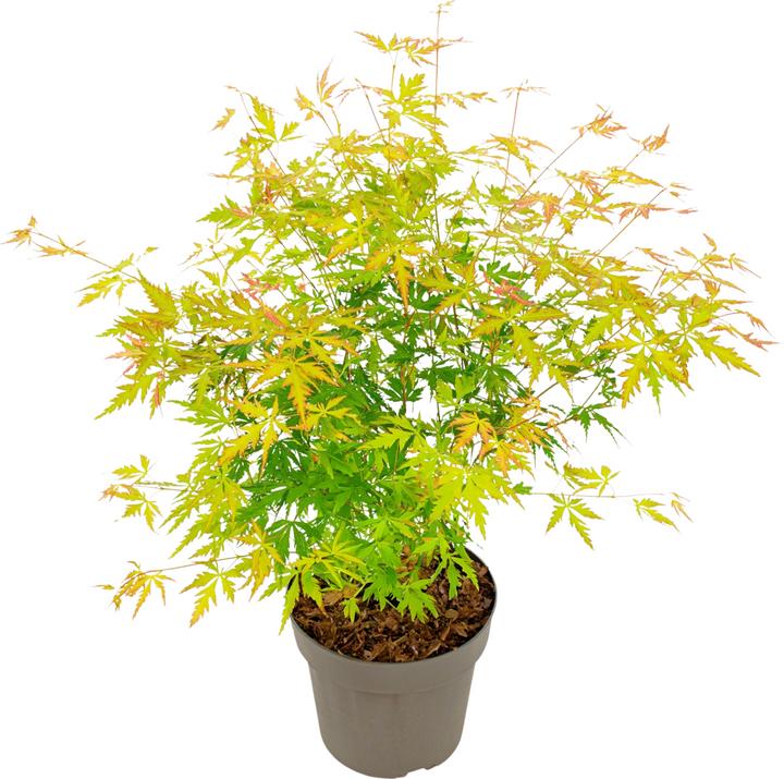 Actual product image Plant in a Box Acer Palmatum 'Orange Lace' - Maple tree (60 cm)