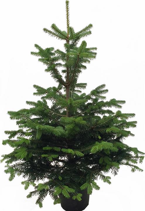 Image du produit Fresca-Plant Le sapin de Nordmann (80 cm)