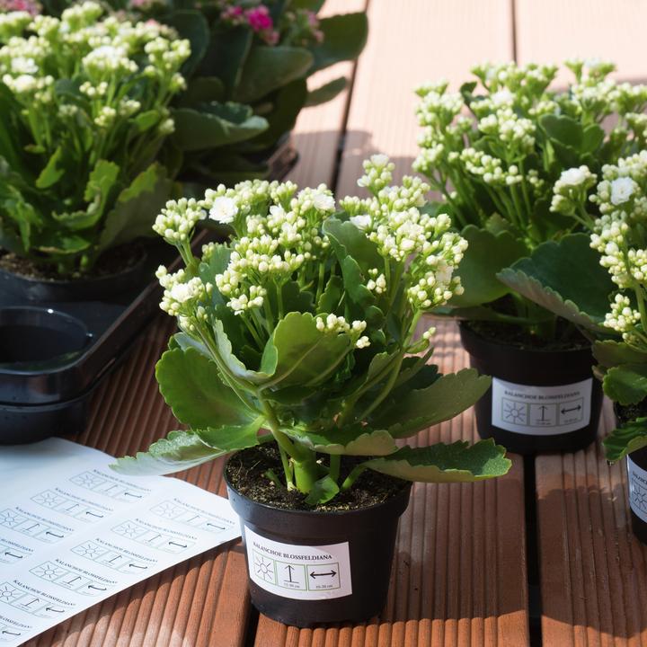 Produktbild HERMA Wetterfeste Etiketten A4