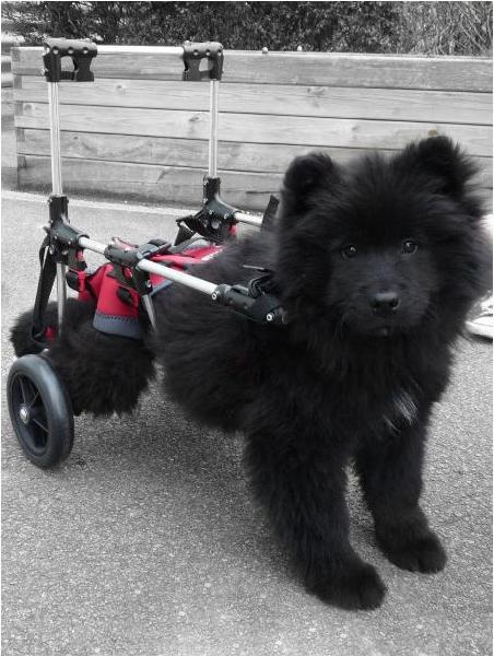 Produktbild Génia Gehhilfe Canis Mobile Handy klein (S, Hund)